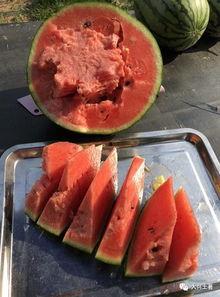 网红的瓜在哪吃,探寻“瓜在哪吃”的独特风味之旅 第3张 网红的瓜在哪吃,探寻“瓜在哪吃”的独特风味之旅 第3张